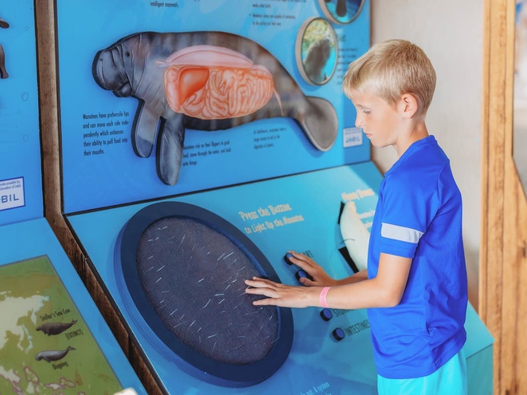 Manatee satellite tracking will be one of the many topics explored in the exhibit, providing guests with the opportunity to see current tracking information on an interactive touch screen, along with the science that makes satellite tracking possible.