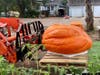 The 969-pound pumpkin was brought in with a tractor Wednesday.