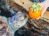 Kids can create a nutritious harvest salad for the aquarium's resident green sea turtles using greens from the aquarium's hydroponic farm stuffed into a pumpkin. 