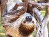 Sloths can spend 90 percent of their lives hanging upside down. Studies show this is possible because their organs are attached to their rib cage, so they don’t weigh down on their lungs. 