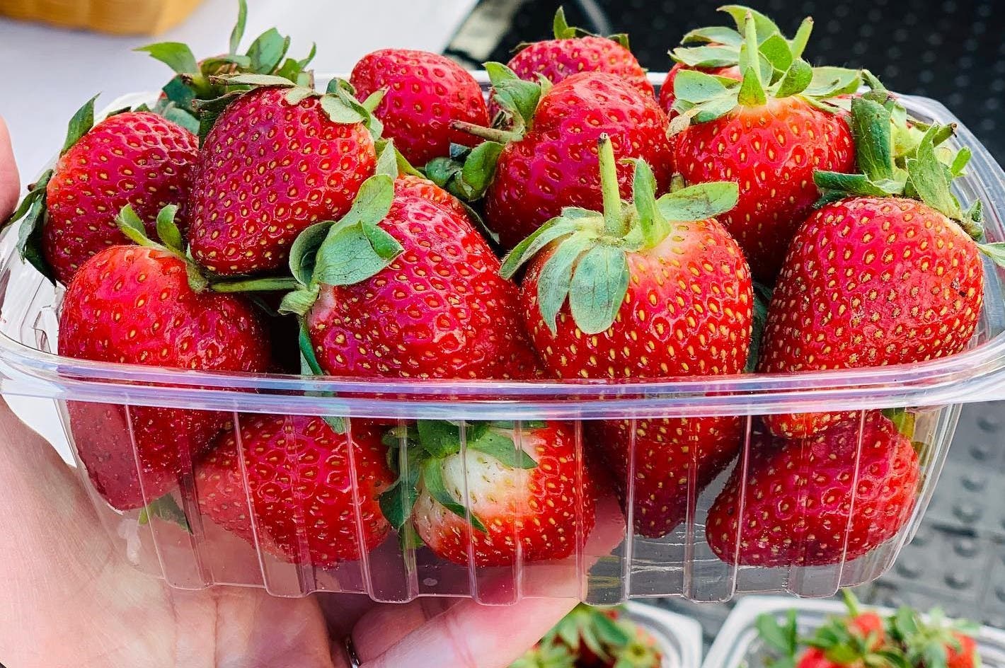 Jul 23 Sunday Morning Market At Westshore Marina Tampa, FL Patch