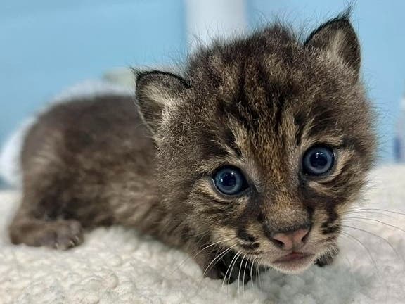 Newborn Bobcat Kitten