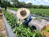 The American Immigration Lawyers Association estimates that 42 percent of Florida's farm workers are undocumented immigrants. 