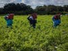 Farm workers toil in the fields around Plant City in Hillsborough County.