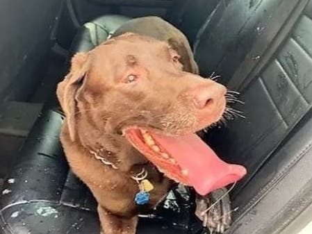 If You See Pet Locked In A Hot Vehicle In FL, Here's What To Do | Tampa ...