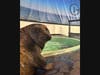 One of CMA's new harbor seals 