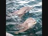 Dolphins are always a part of the fun at CMA 