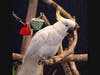 "Powder" the cockatoo 
