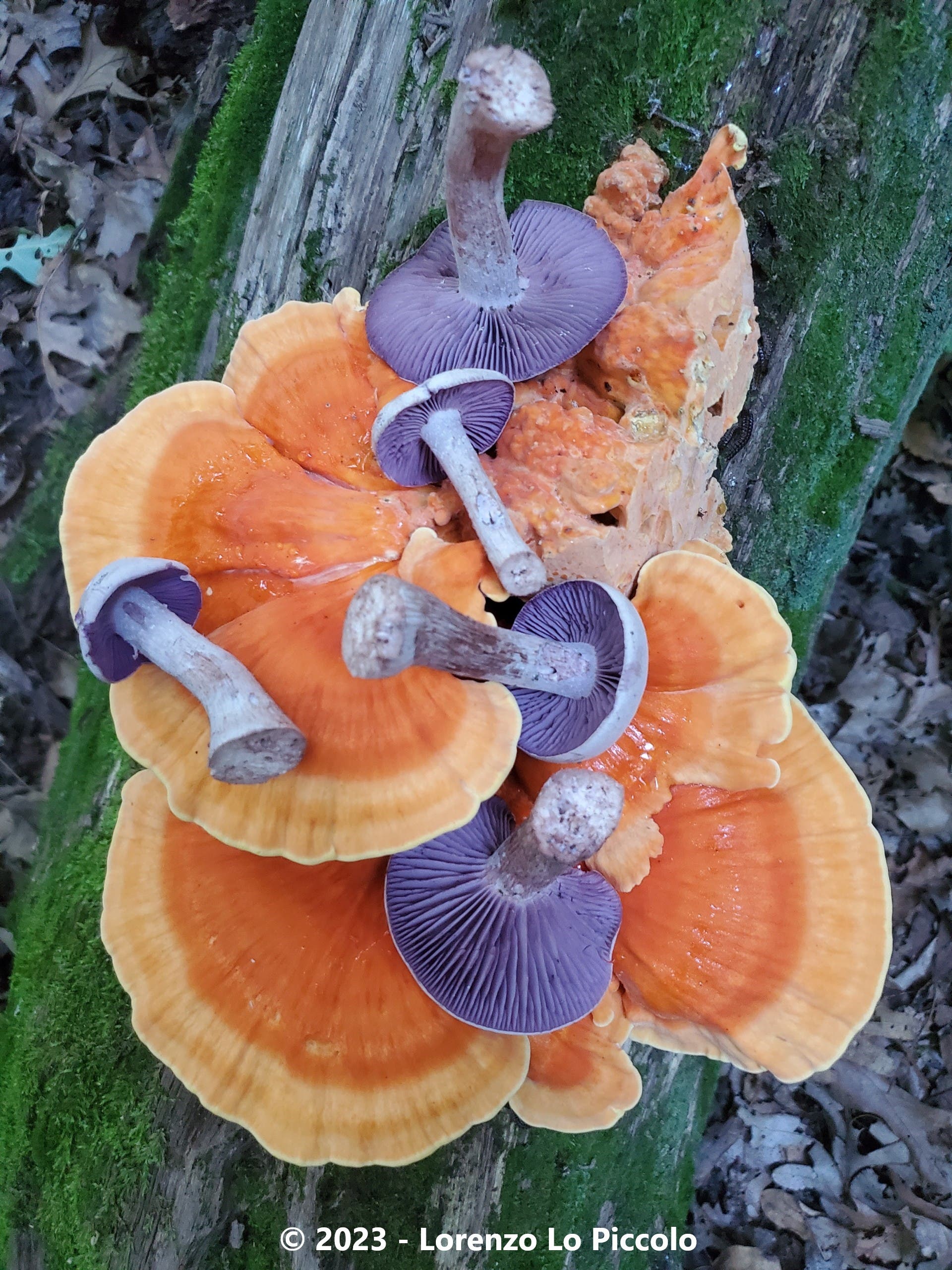 Fungi of Michigan