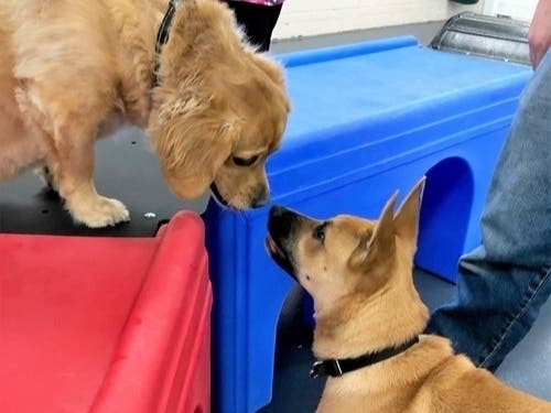https://patch.com/img/cdn20/users/22982251/20190521/062539/styles/patch_image/public/dogs-playing-1-20190521181334-84970200-20190521181349-41232600.jpg