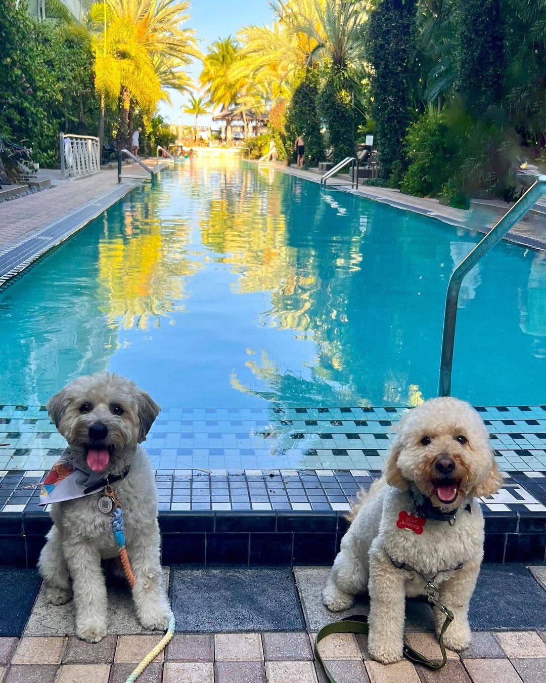 National Dog Day Yappy Hour at National Hotel Miami Beach