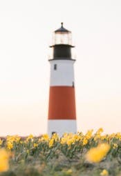Nantucket Shops & Restaurants Celebrate the 50th Annual Daffodil Weekend