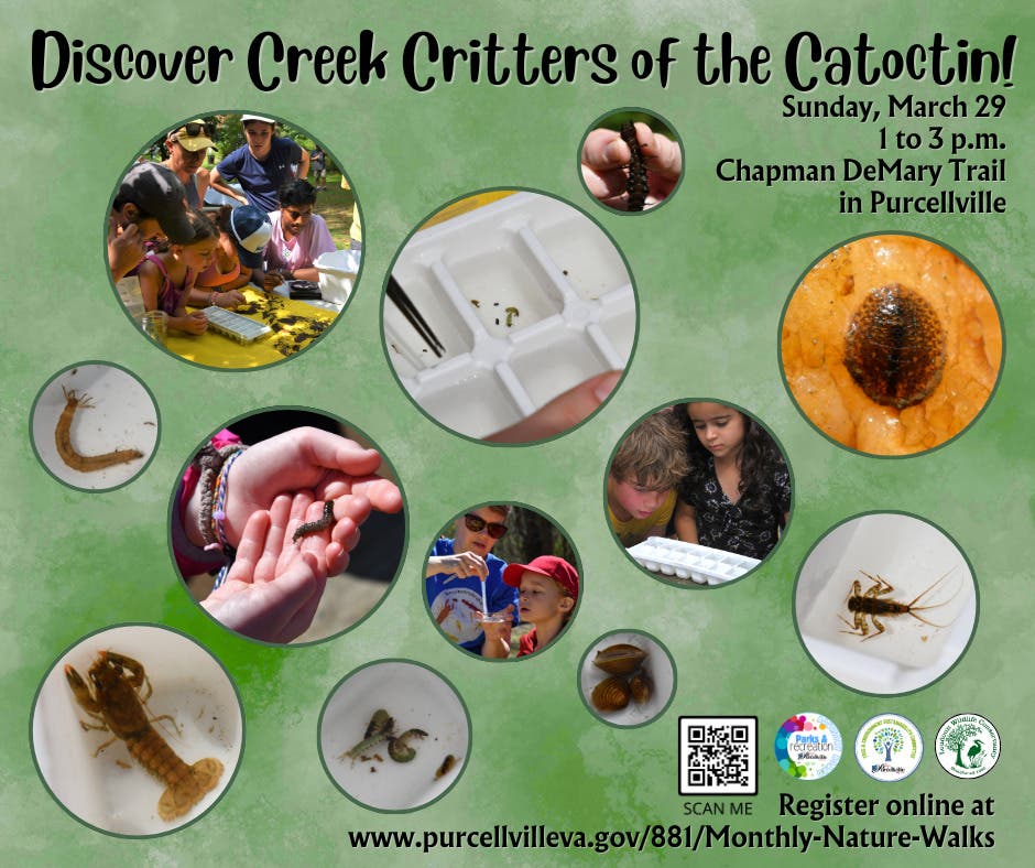 Mar 29 | Discover Creek Critters of the Catocin | Ashburn, VA Patch