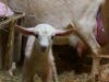 Heat lamps are used to help baby animals, like this newborn kid, thrive during cold weather.