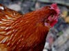 Reliable lighting will encourage hens to lay year-round at Natick Community Organic Farm.
