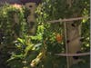 New Milford Hospital tower gardens, growing basil, cucumbers, chard, kale, parsley, squash, thyme, tomatoes, watermelon, and zucchini