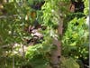 New Milford Hospital tower gardens, growing basil, cucumbers, chard, kale, parsley, squash, thyme, tomatoes, watermelon, and zucchini