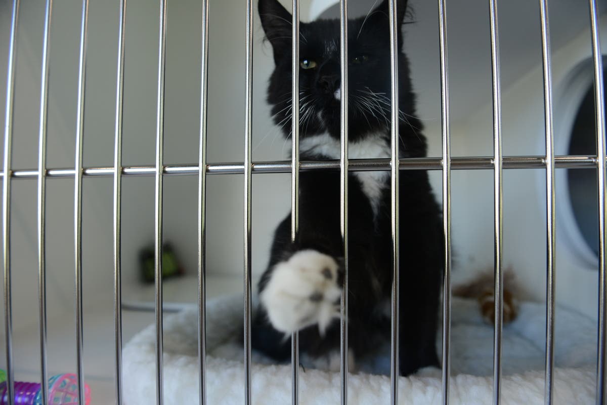 A Look Inside Dearborn's New Animal Shelter Dearborn, MI Patch