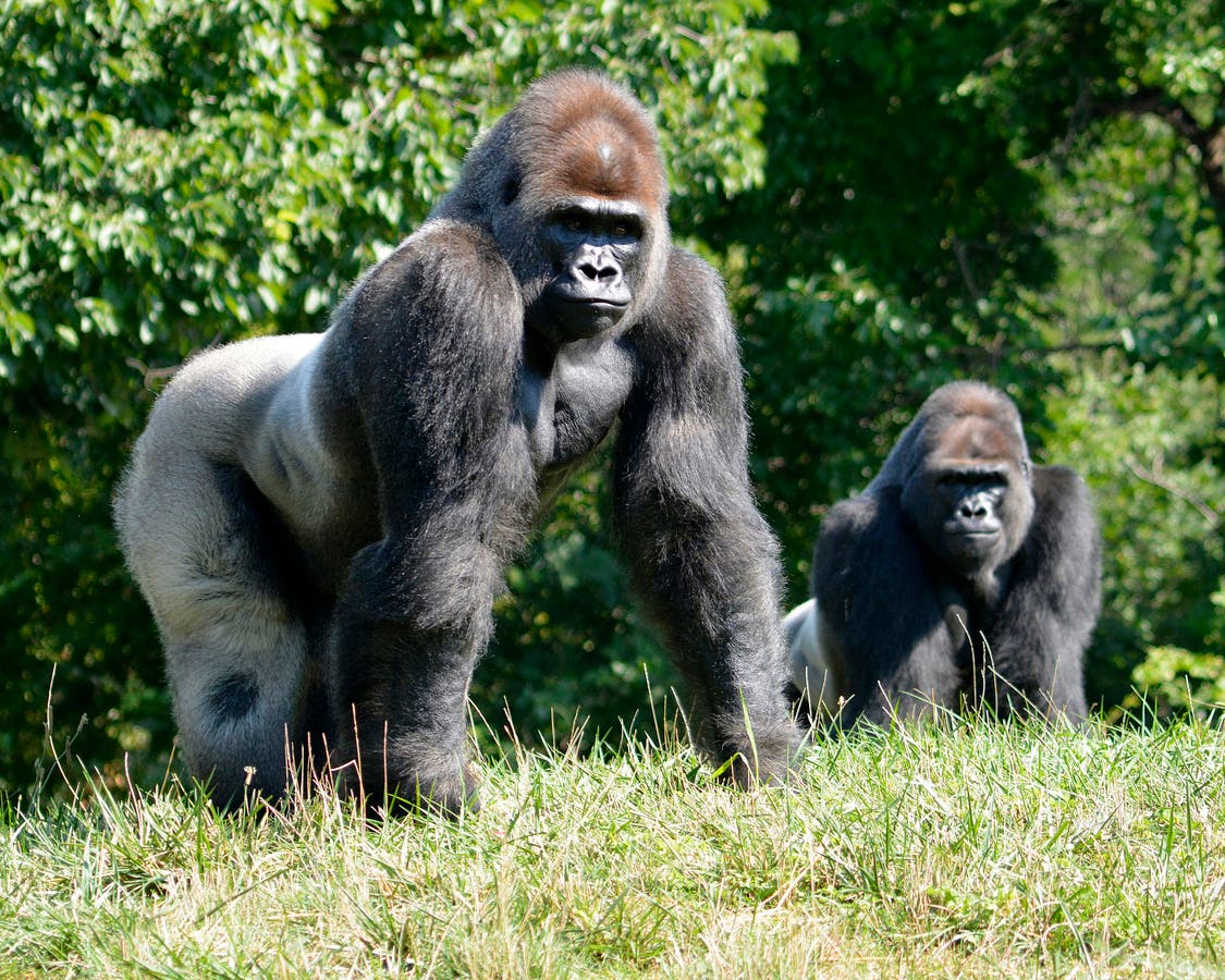 Celebrate World Gorilla Day At Detroit Zoo | Royal Oak, MI Patch