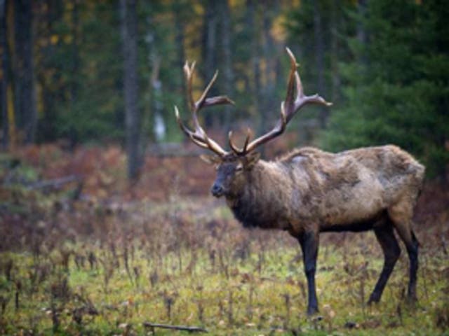 2 Michigan Bull Elk Shot Illegally DNR Officers Seeking Tips Detroit 
