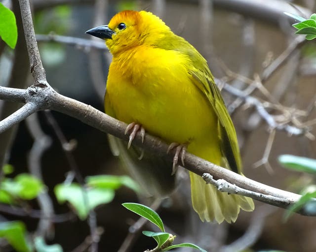 Celebrate Birds At The Detroit Zoo Royal Oak, MI Patch
