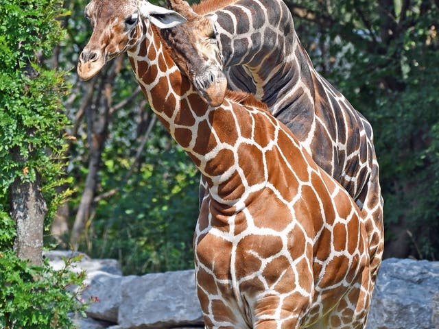 Celebrate World Giraffe Day At The Detroit Zoo | Royal Oak, MI Patch
