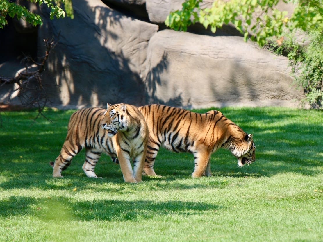 Meet The Detroit Zoo's 2 New Tigers In Their New Habitat Royal Oak