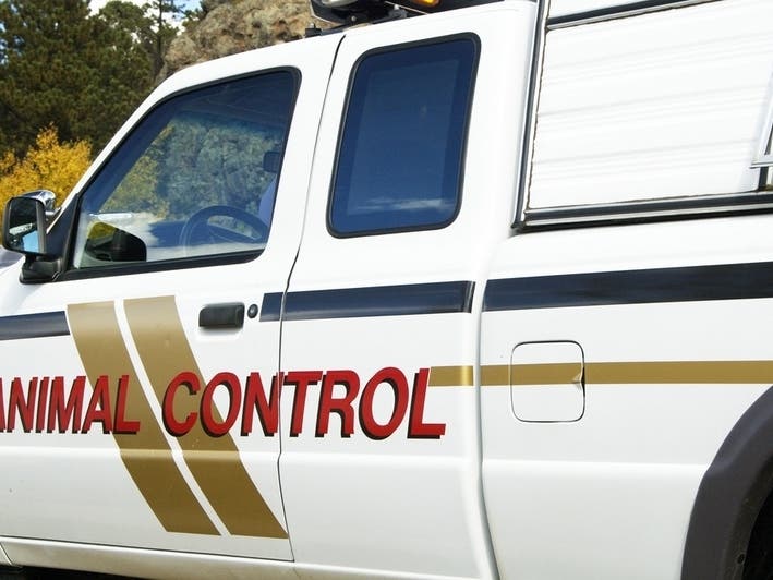 Dog Shot Killed After Biting Animal Control Worker Rochester MI Patch