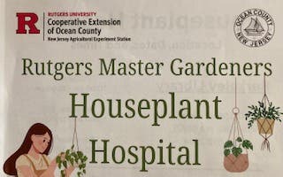 Houseplant Hospital