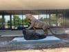 The 400-pound feline, a gift from the Class of 2019,  still needs a few more tweaks before it is permanently enshrined