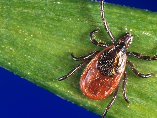 The tick-born Powassan virus has been reported in New Canaan, Newtown, New Preston and now Ridgefield