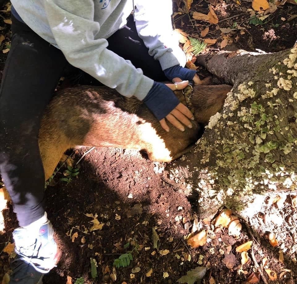 Firefighters rescued a dog on Saturday which had gotten its head stuck in the stump of a dead tree.