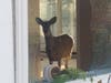 The hoofed marauder "didn't cause too much damage," according to Easton police.