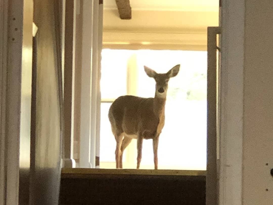https://patch.com/img/cdn20/users/22994611/20191202/084530/styles/patch_image/public/easton-deer-house-04___02083858205.jpg
