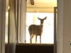 The hoofed marauder "didn't cause too much damage," according to Easton police.