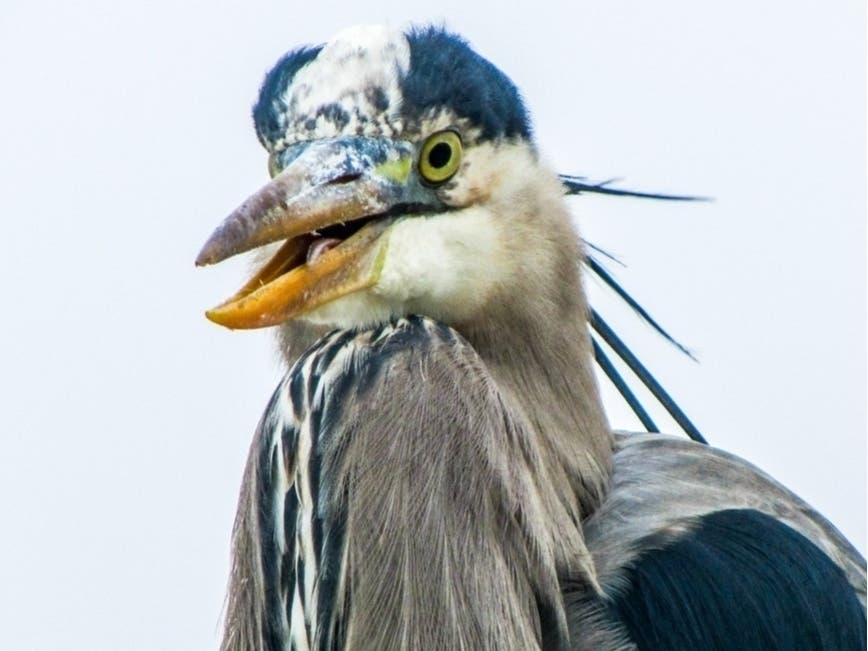 "Wildlife photography is especially gratifying as you are constantly trying to capture subjects that don’t pose and may be in flight..."