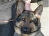 K-9 Zeus was an 11-year-old German Shepherd, euthanized April 15, 2015 as a result of a severe degenerative hip disorder. 