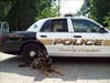 K-9 Zeus was an 11-year-old German Shepherd, euthanized April 15, 2015 as a result of a severe degenerative hip disorder. 