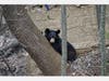 "It's not uncommon to see bears" in Danbury, Boughton said. "They do a lot of traveling this time of year, from April until about June-July."