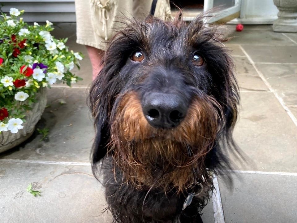 Henry got himself "trapped deep in the swampy wood​s" after his leash broke, Redding police officials said.