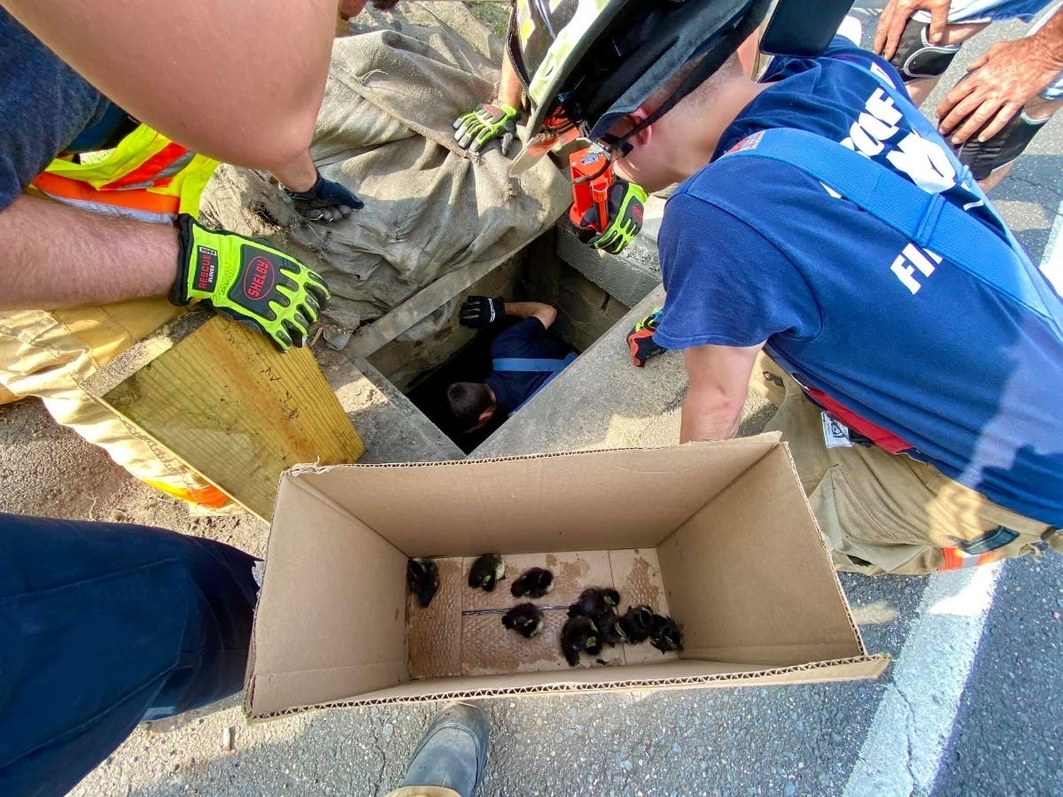 Brookfield Firefighters Rescue Ducklings Trapped In Drain | Brookfield ...
