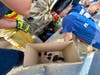 Brookfield firefighters and police came to the rescue of a brood of ducklings Wednesday.