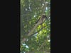 According to a report from the Danbury Fire Department, crews came to the rescue of a cat that went up a tree on Saturday during a storm​.