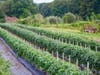 Halas Farm Market is a 4th generation family-run farm  that has been bucking national agribusiness trends for nearly a decade.