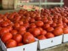 Halas Farm Market is a 4th generation family-run farm  that has been bucking national agribusiness trends for nearly a decade.