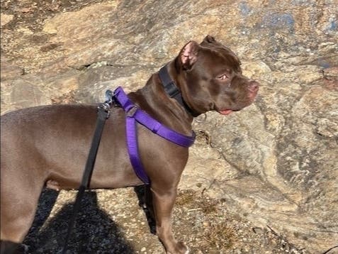 https://patch.com/img/cdn20/users/22994611/20210331/103441/styles/patch_image/public/210331-dog-godiva-01___31103414714.jpg