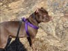 A female 1-year-old American Bully named "Godiva" was taken during a residential burglary in Danbury, according to police.
