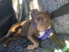 A female 1-year-old American Bully named "Godiva" was taken during a residential burglary in Danbury, according to police.