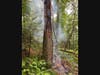 Mutual aid from the Danbury First Department was requested, and with a DFD drone firefighters were able to locate the large tree that had been struck by lightning. 