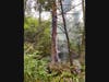 Mutual aid from the Danbury First Department was requested, and with a DFD drone firefighters were able to locate the large tree that had been struck by lightning. 